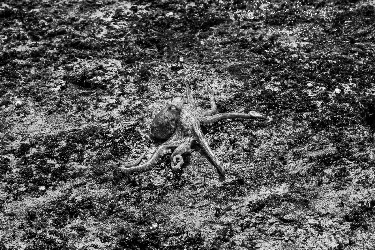 Strange Days — Arts, Stéphane Louesdon — photo 25