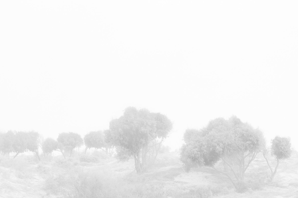 White Shadows — Arts, Stéphane Louesdon — photo 2