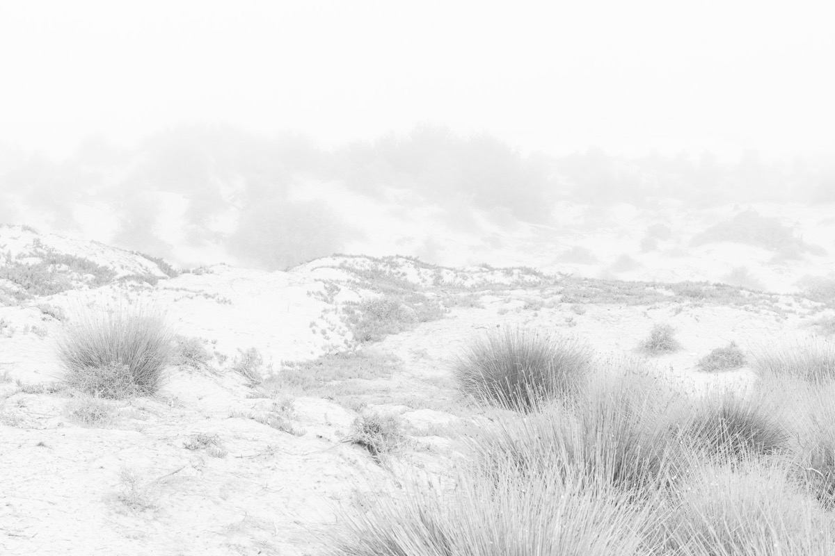 White Shadows — Arts, Stéphane Louesdon — photo 3