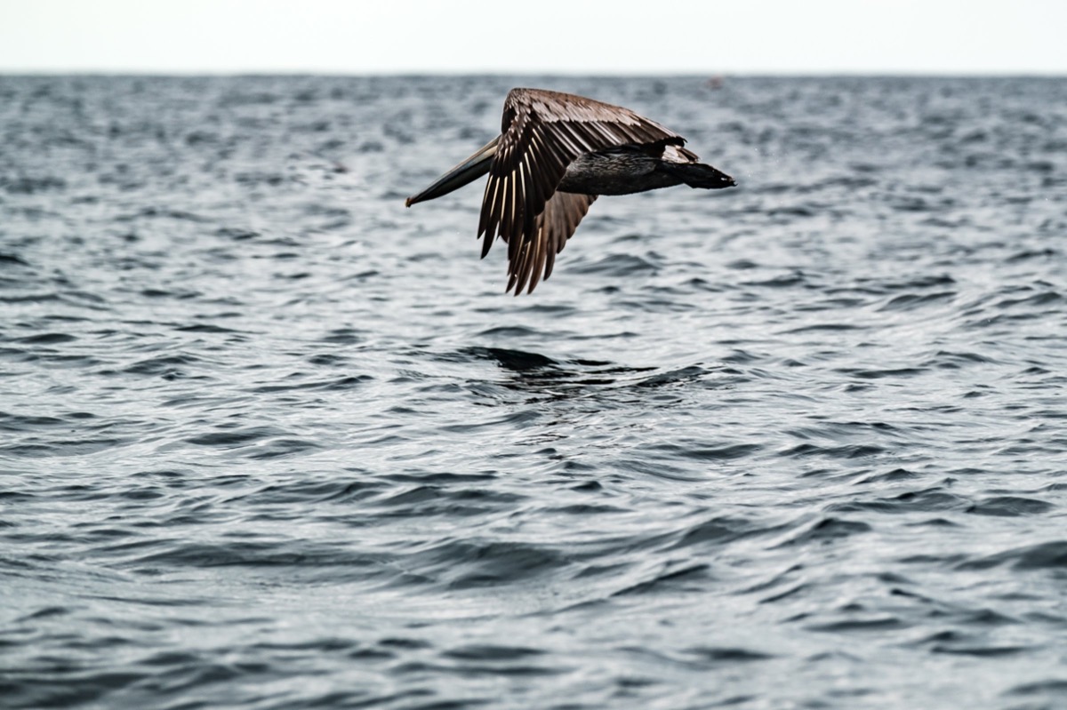 Dark Waters — Documentaire, Stéphane Louesdon — photo 7