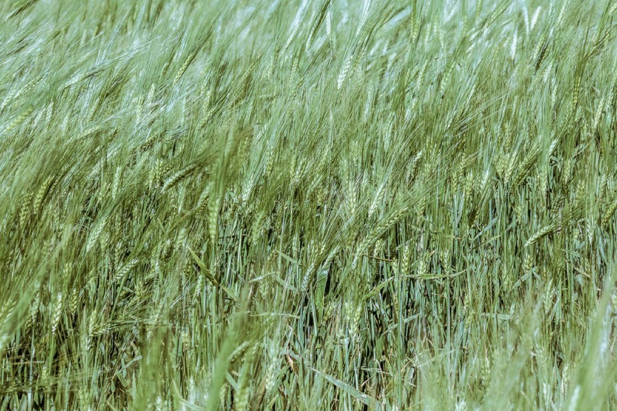 Heart(H) — Documentaire, Stéphane Louesdon — photo 9
