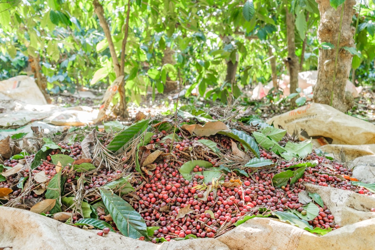 Indian Coffee — Documentaire, Stéphane Louesdon — photo 3