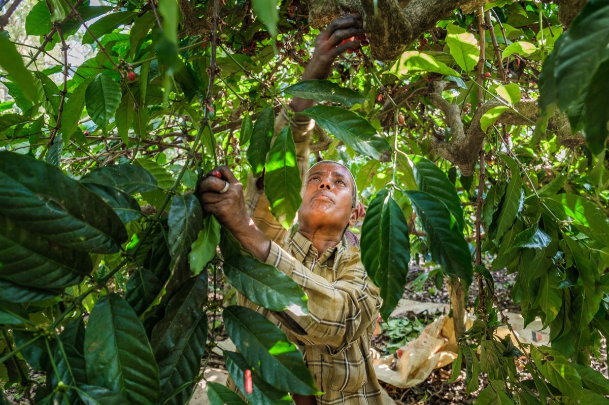 Indian Coffee — Documentaire, Stéphane Louesdon — photo 5