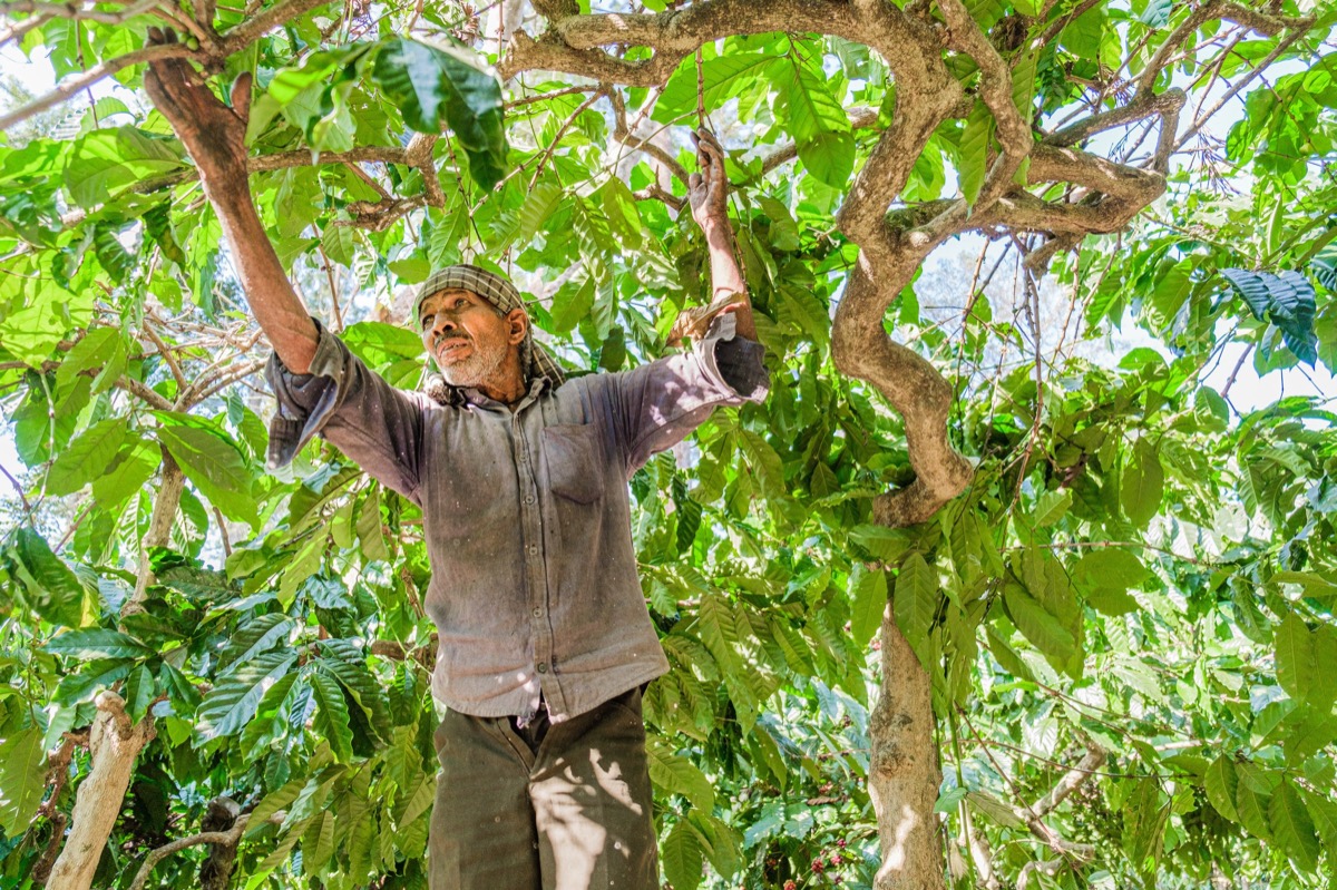 Indian Coffee — Documentaire, Stéphane Louesdon — photo 6