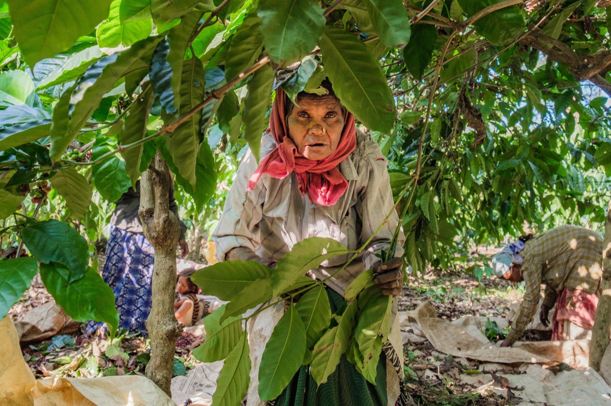Indian Coffee — Documentaire, Stéphane Louesdon — photo 10