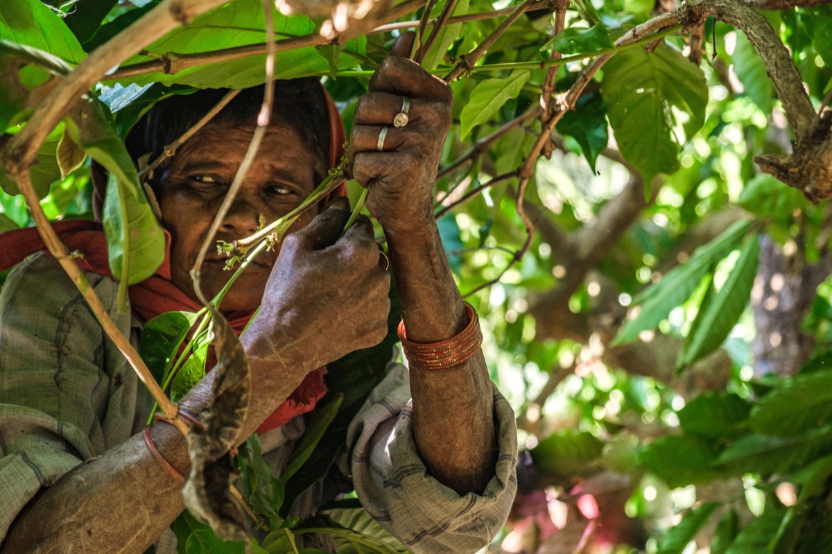 Indian Coffee — Documentaire, Stéphane Louesdon — photo 11