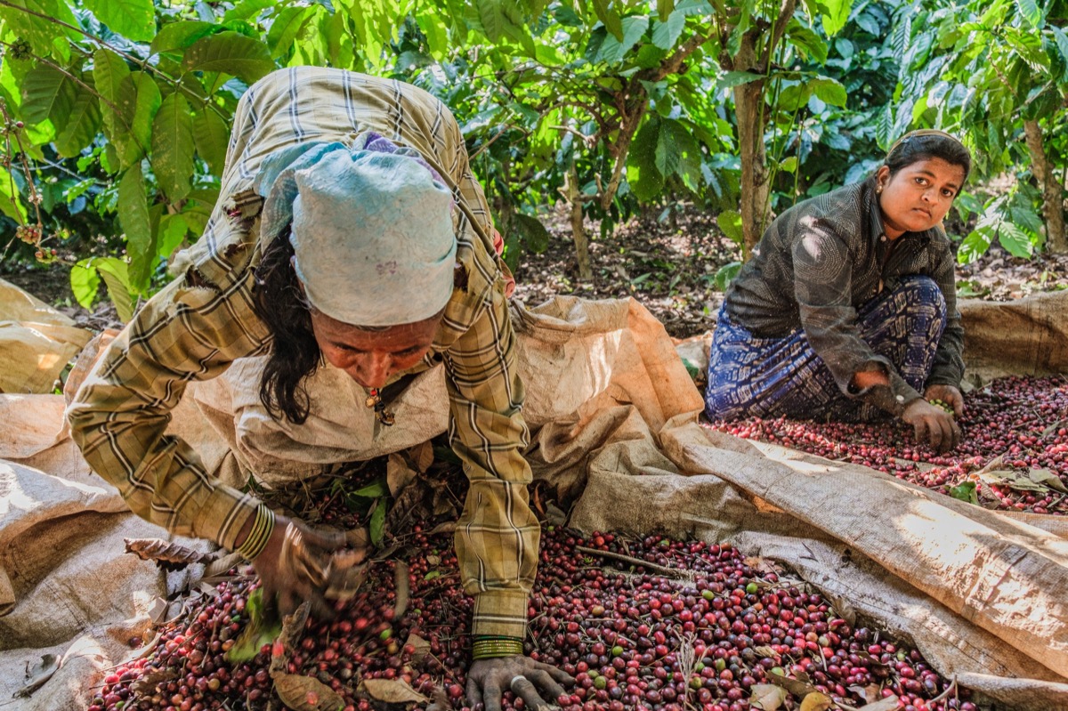 Indian Coffee — Documentaire, Stéphane Louesdon — photo 14