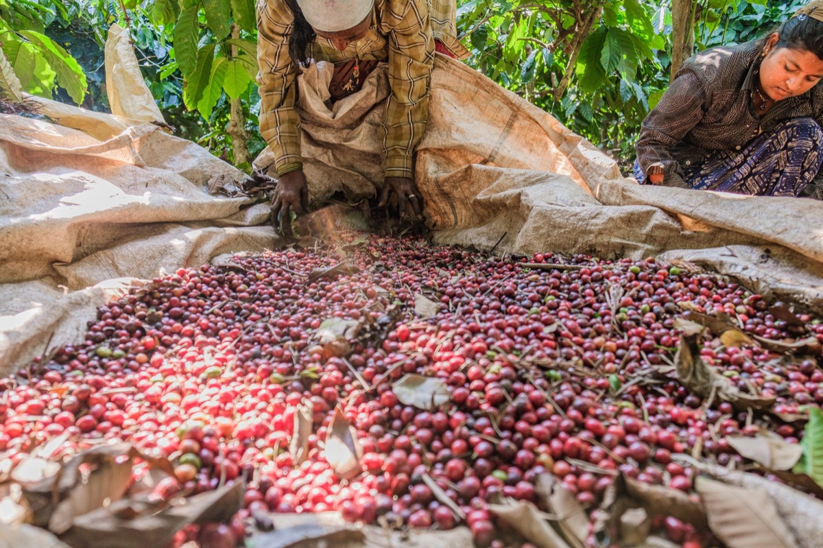 Indian Coffee — Documentaire, Stéphane Louesdon — photo 15