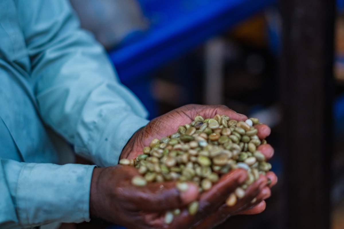 Indian Coffee — Documentaire, Stéphane Louesdon — photo 25