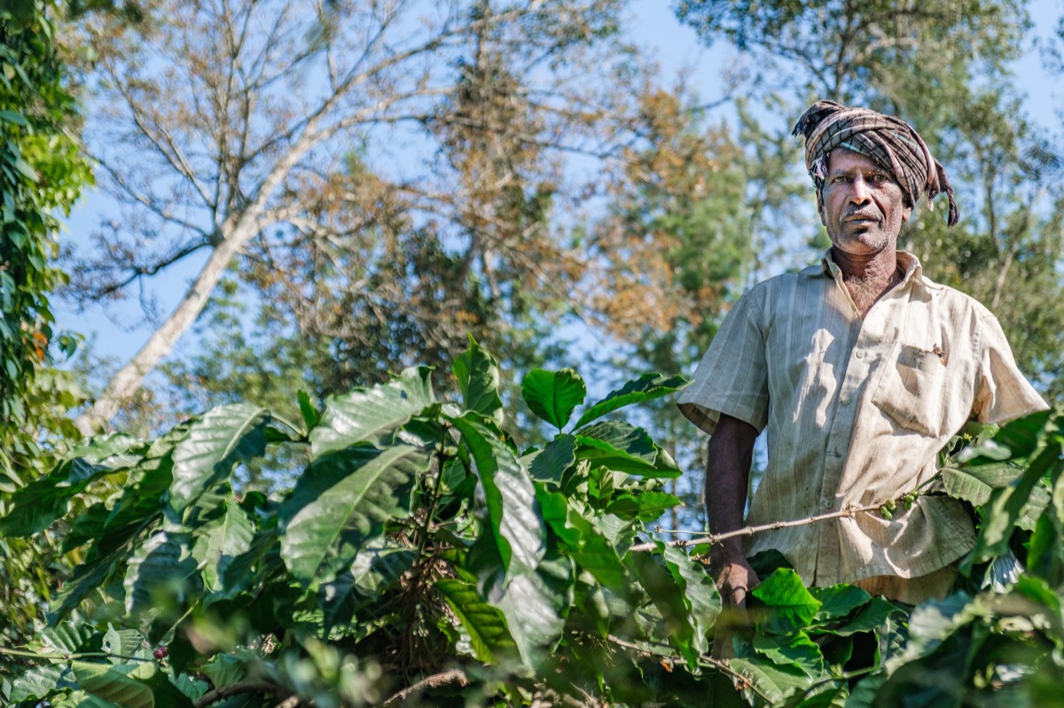 Indian Coffee — Documentaire, Stéphane Louesdon — photo 34