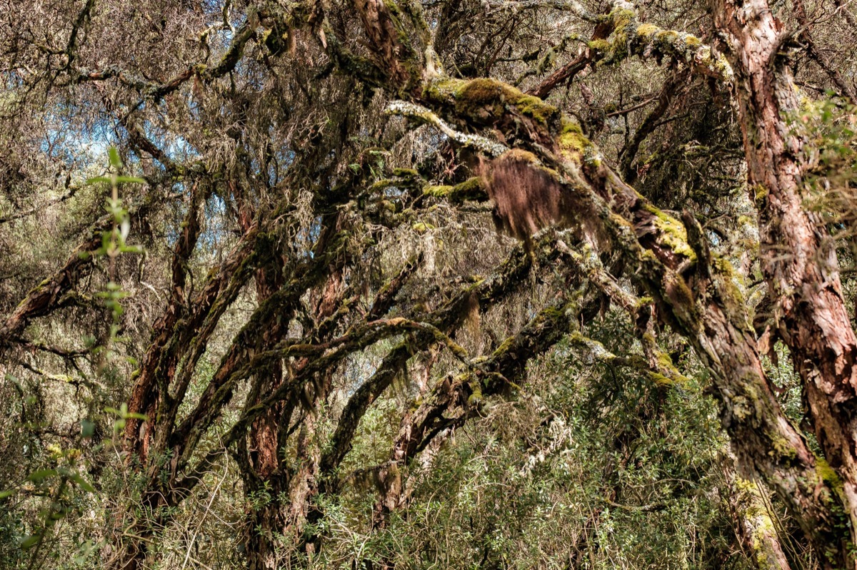 Páramo El Ángel — Documentaire, Stéphane Louesdon — photo 1
