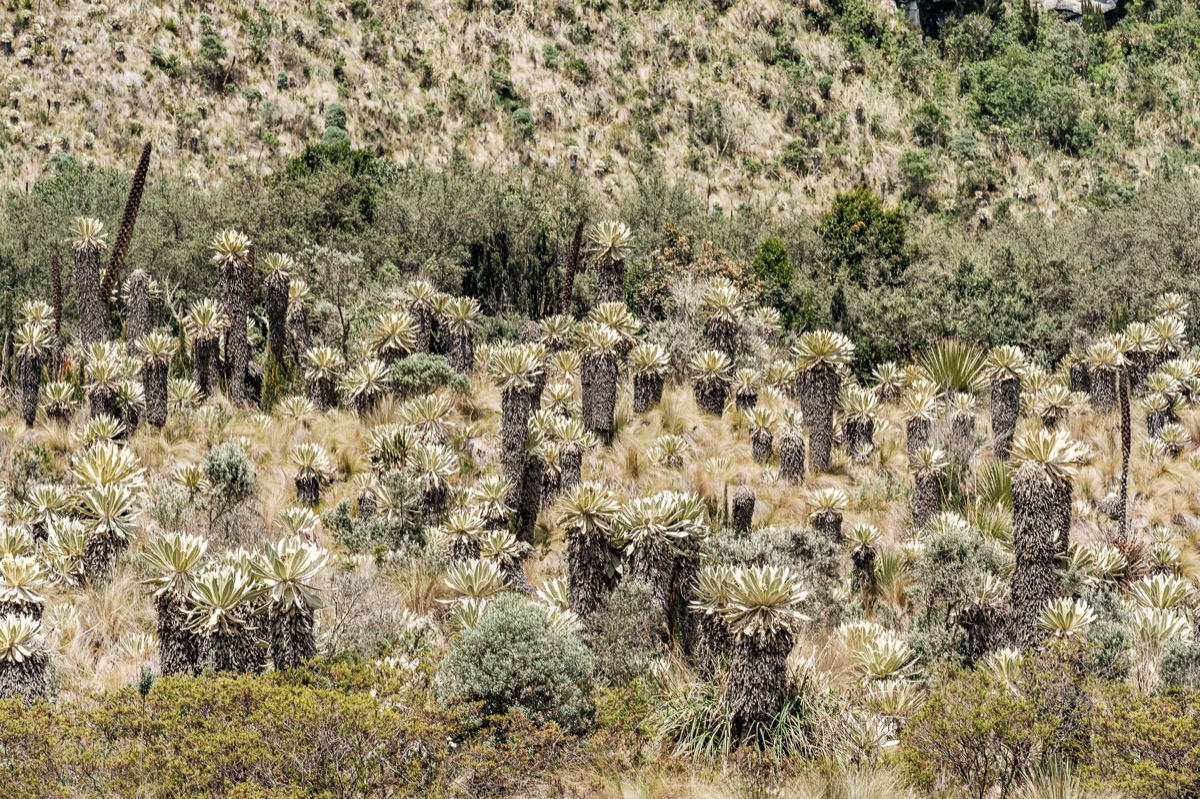 Páramo El Ángel — Documentaire, Stéphane Louesdon — photo 8