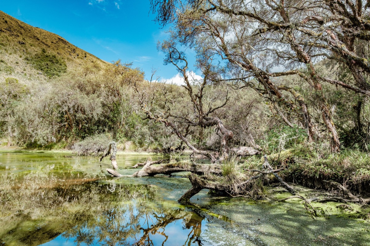 Páramo El Ángel — Documentaire, Stéphane Louesdon — photo 19